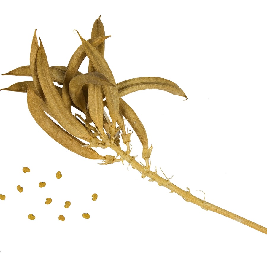 Hokjespeul (Astragalus glycyphyllos) zaden