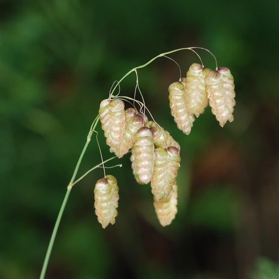 Groot trilgras (Briza maxima) zaden