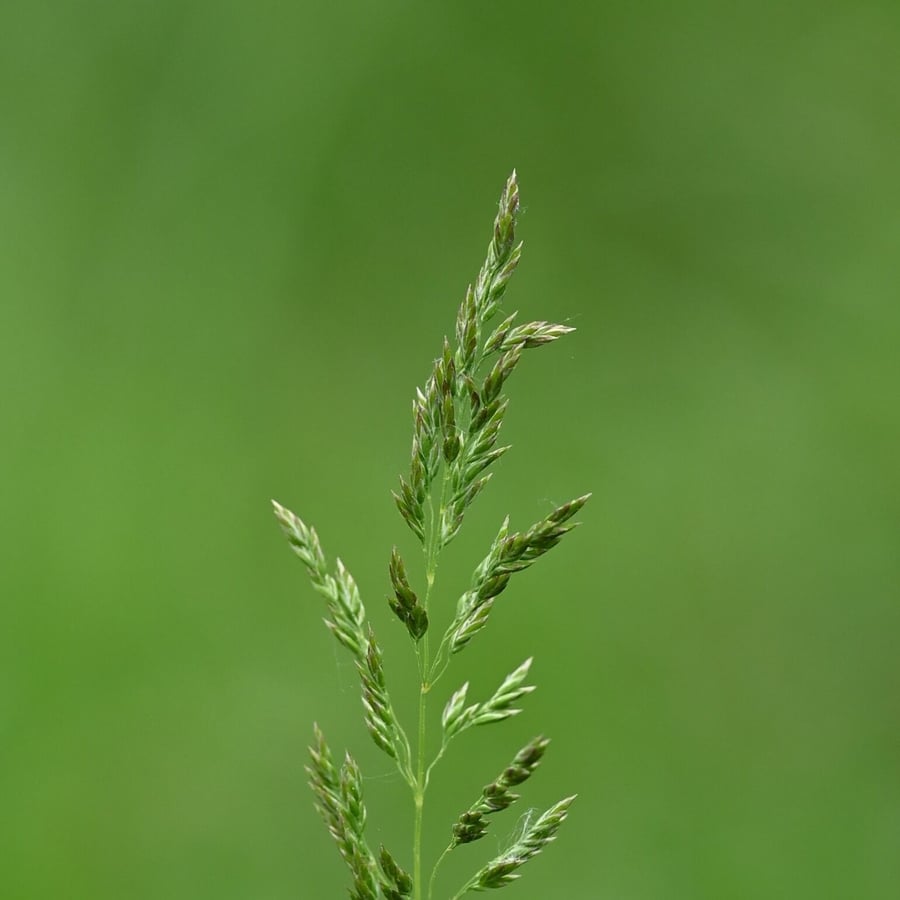 Veldbeemdgras (Poa pratensis ssp. pratensis) zaden