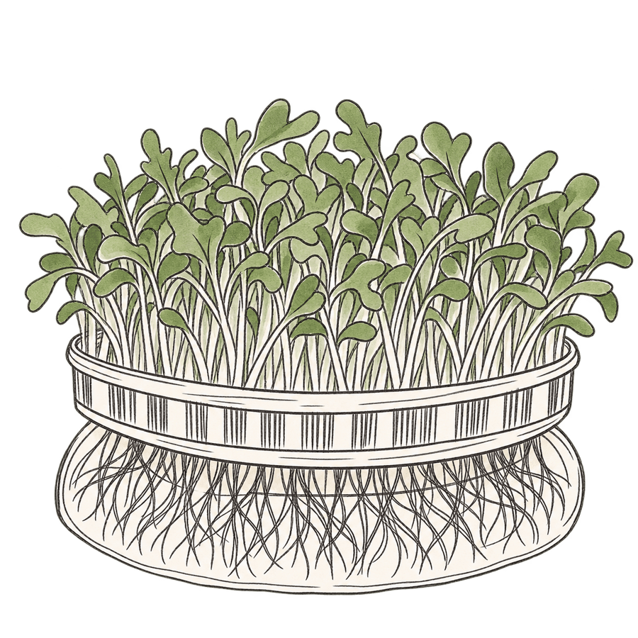 Rucola BIO (Raketsla kiemgroenten) zaden