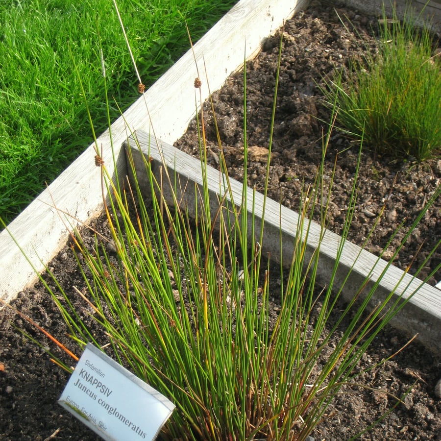 Biezeknoppen (Juncus conglomeratus) zaden
