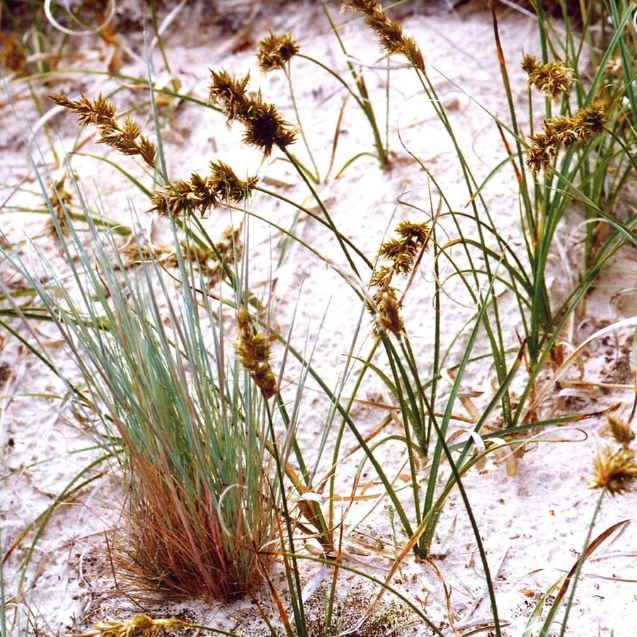 Zandzegge (Carex arenaria) zaden