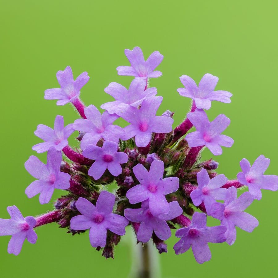 Stijf ijzerhard (Verbena bonariensis) zaden