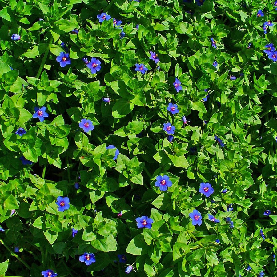 Rood guichelheil (Anagallis arvensis ssp. arvensis) zaden