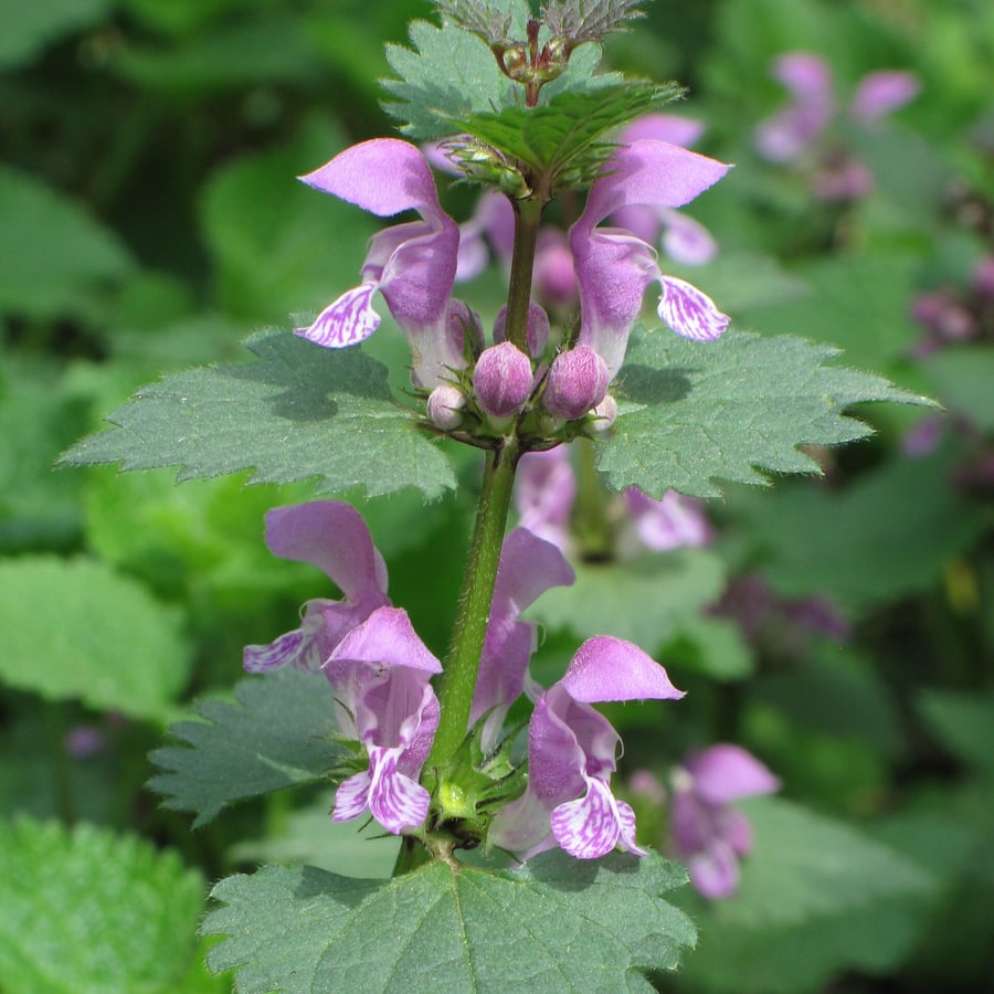 Gevlekte dovenetel (Lamium maculatum) zaden