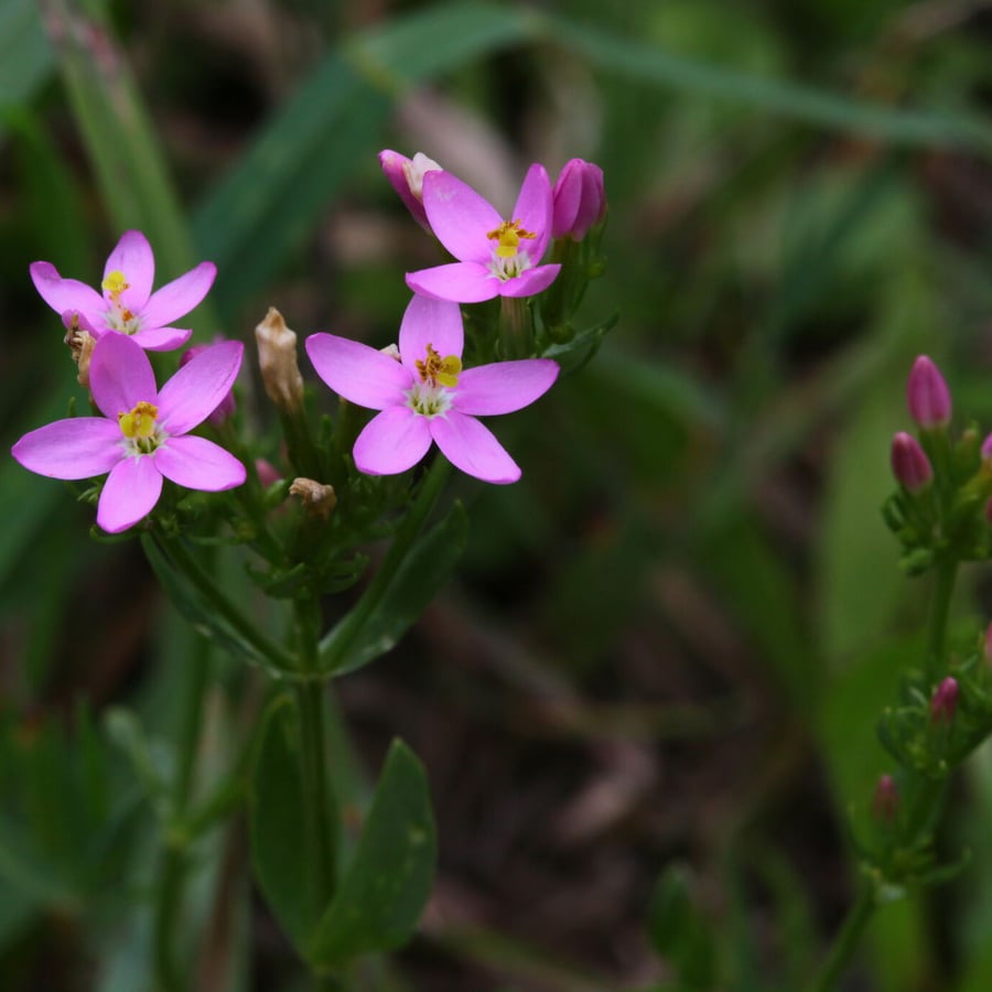 Echt duizendguldenkruid (Centaurium erythraea) zaden