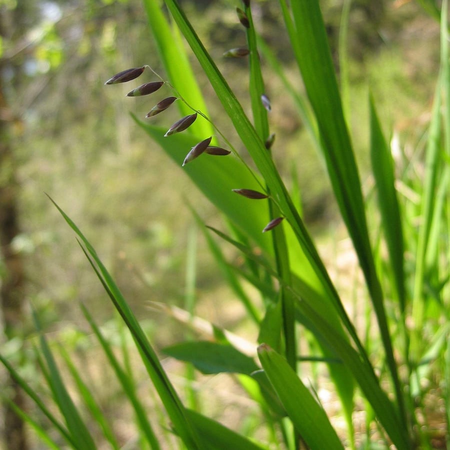Knikkend parelgras (Melica nutans) zaden