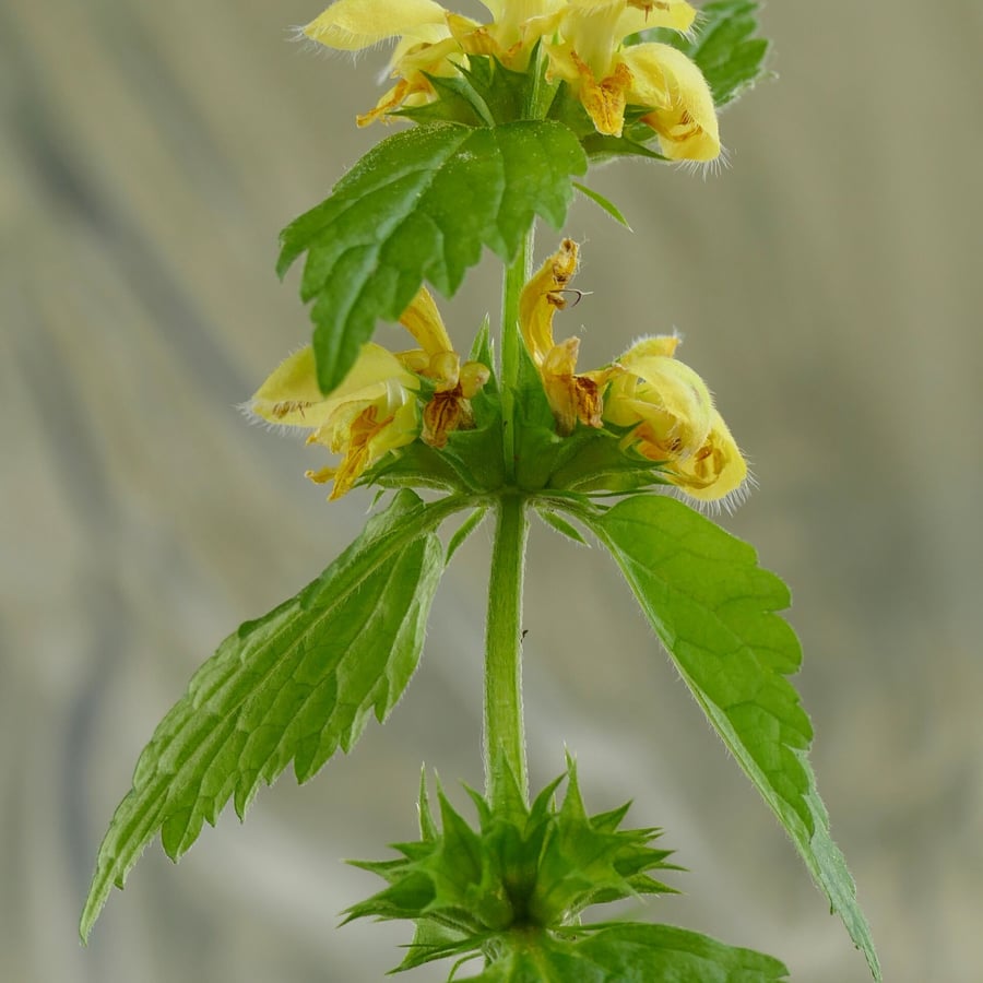 Gele dovenetel (Lamiastrum galeobdolon) zaden