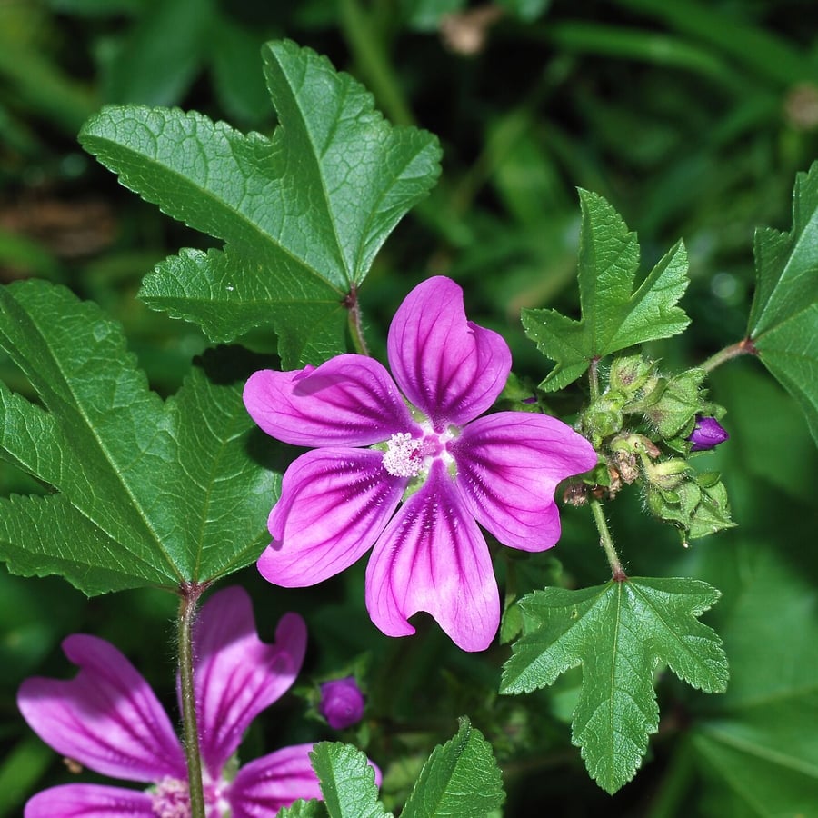 Groot kaasjeskruid (Malva sylvestris) zaden