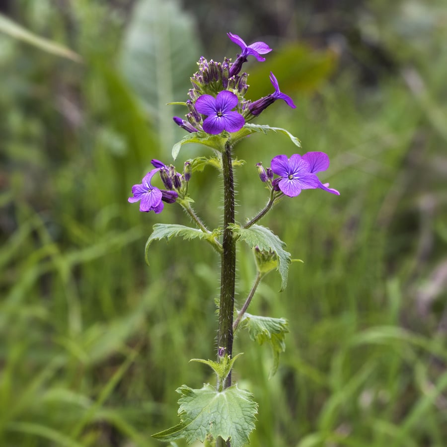Tuinjudaspenning (Lunaria annua) zaden