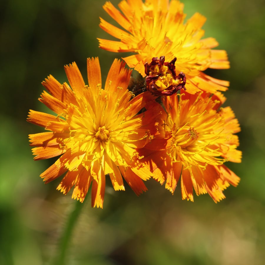 Oranje havikskruid (Pilosella aurantiaca) zaden