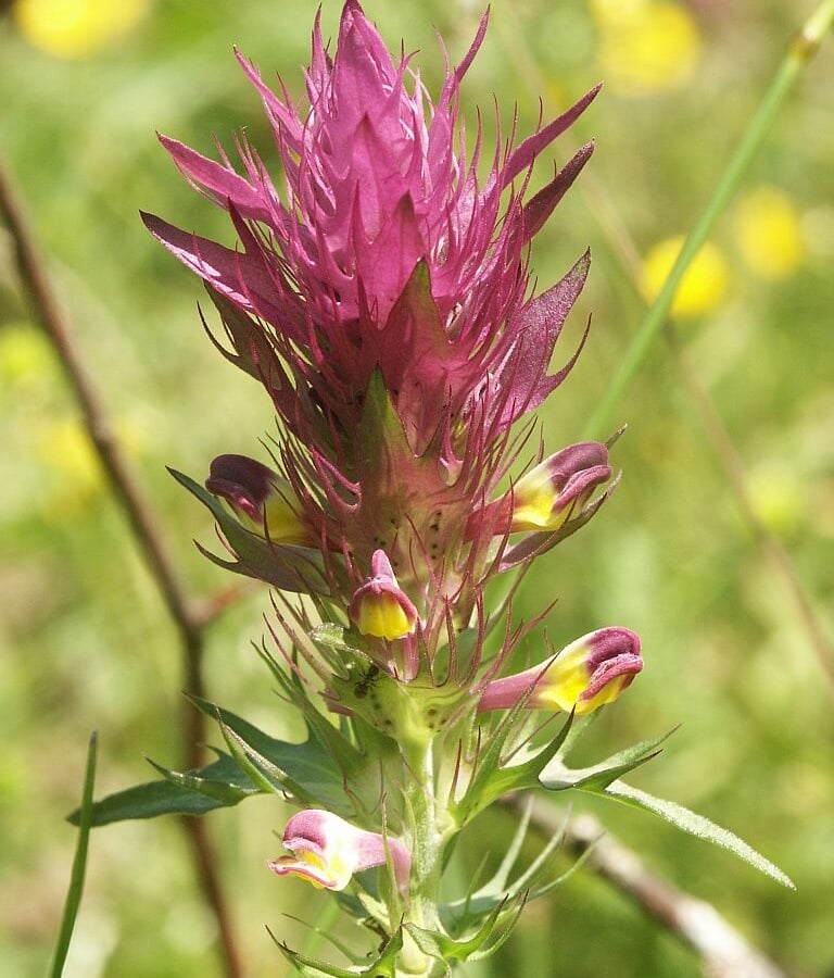 Wilde weit (Melampyrum arvense) zaden