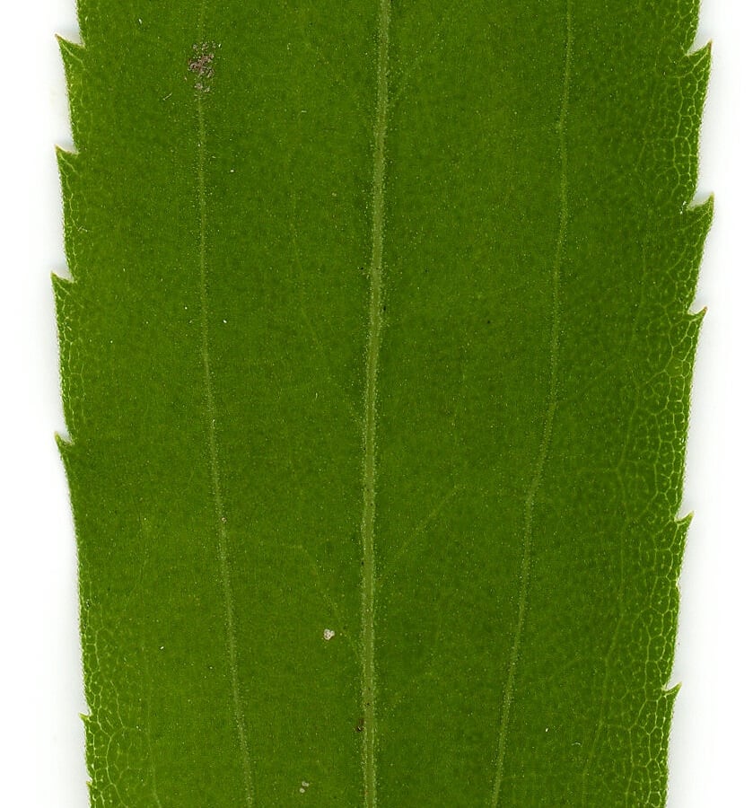 Canadese guldenroede (Solidago canadensis) zaden