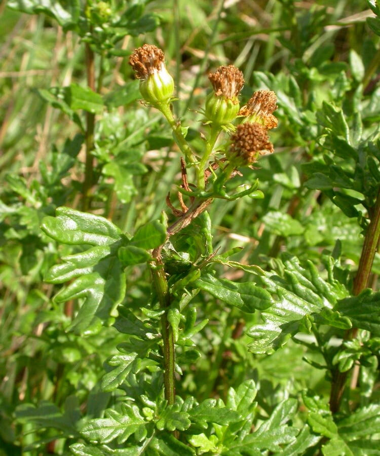 Viltig kruiskruid (Jacobaea erucifolia) zaden