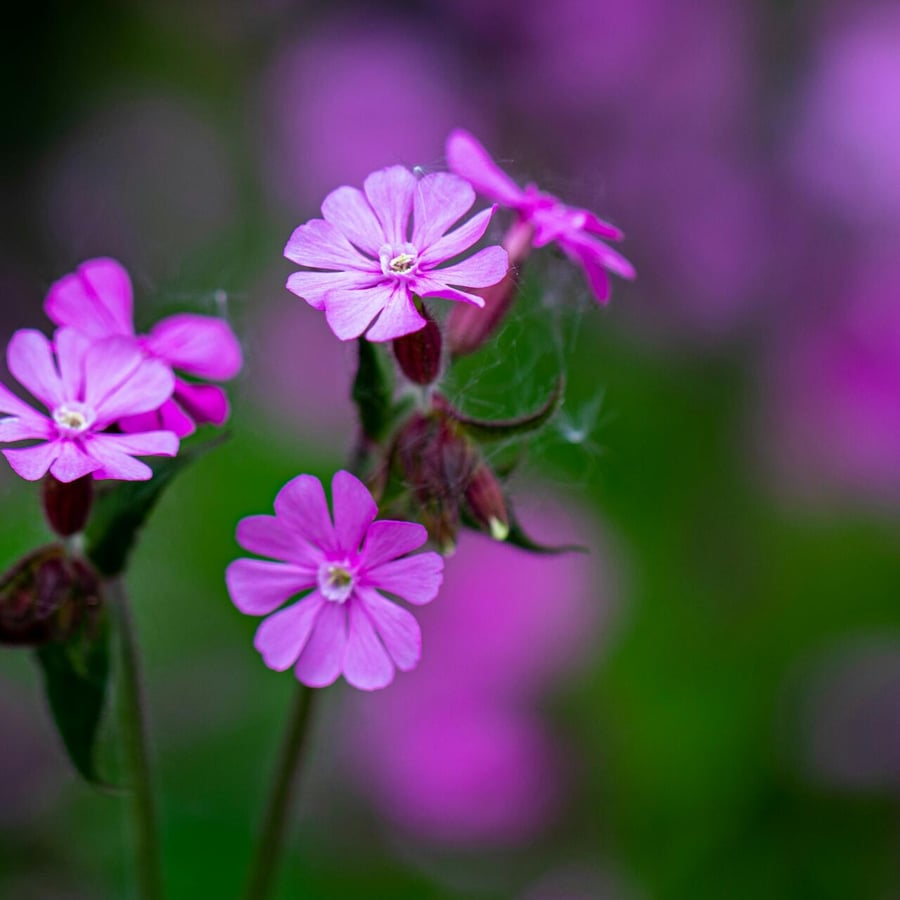 Dagkoekoeksbloem BIO (Silene dioica) zaden
