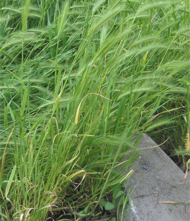 Kruipertje (Hordeum murinum) zaden
