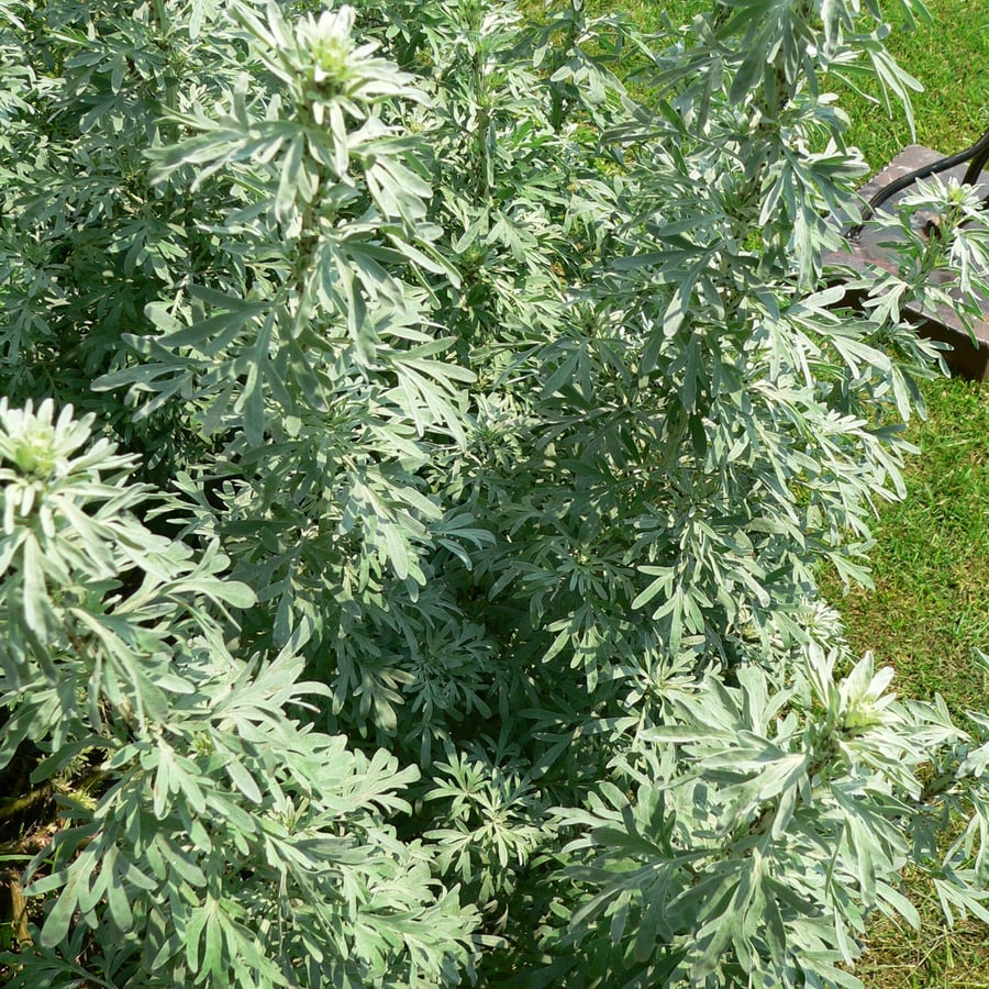 Absintalsem (Artemisia absinthium) zaden