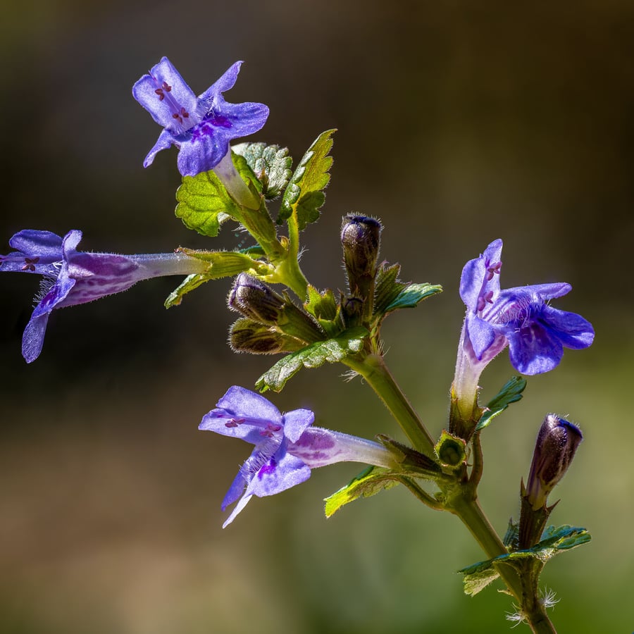 Hondsdraf (Glechoma hederacea) zaden