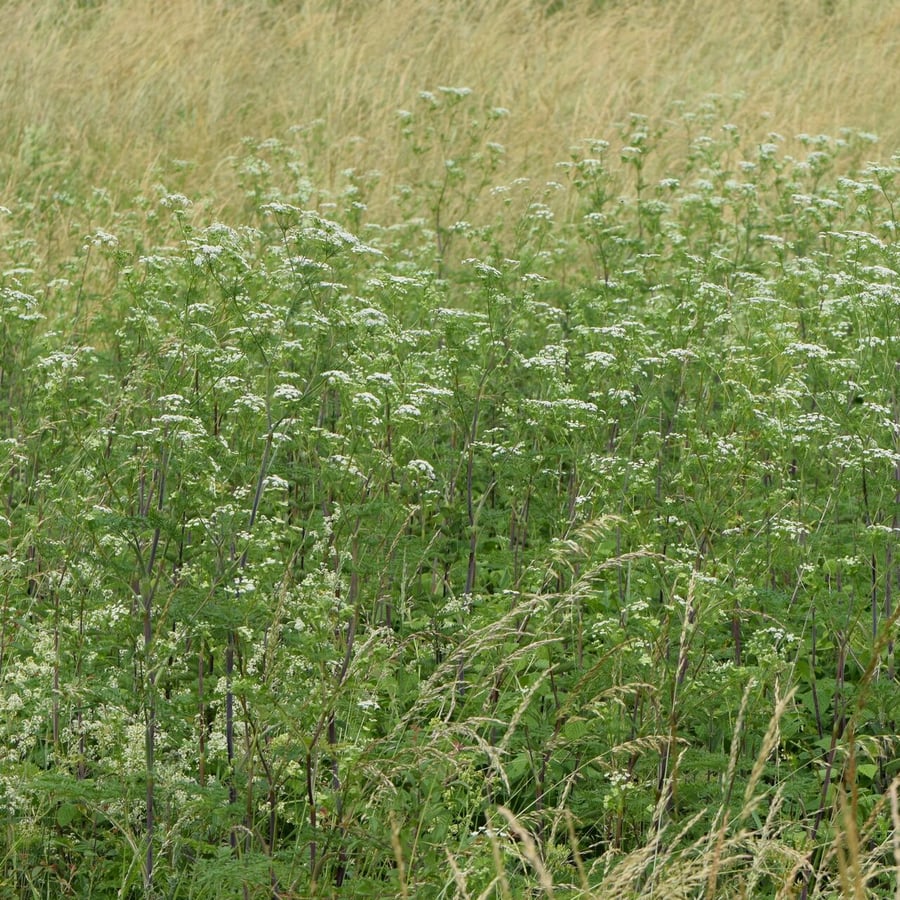 Knolribzaad (Chaerophyllum bulbosum) zaden