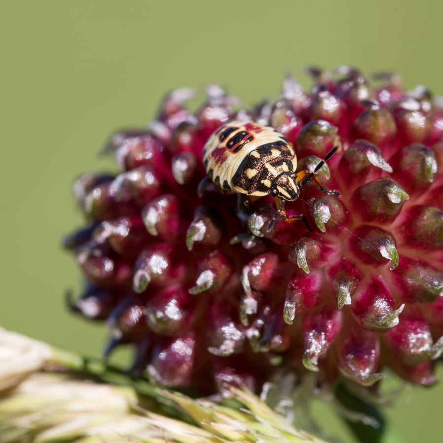 Kraailook (Allium vineale) zaden