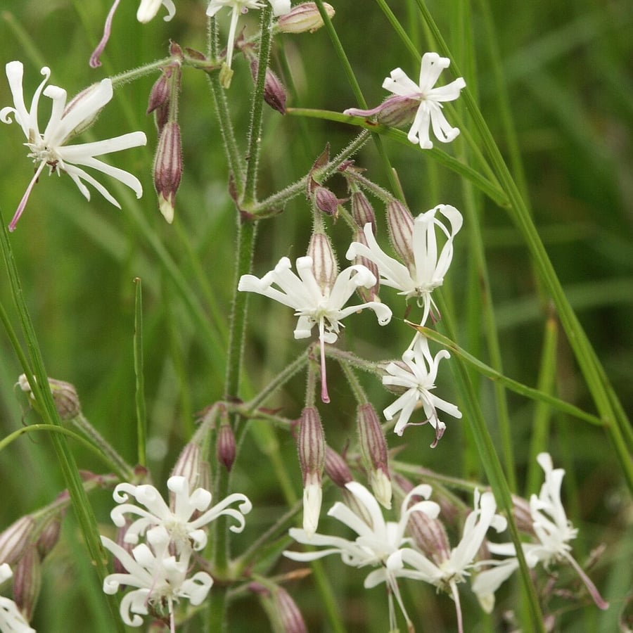 Nachtsilene (Silene nutans) zaden