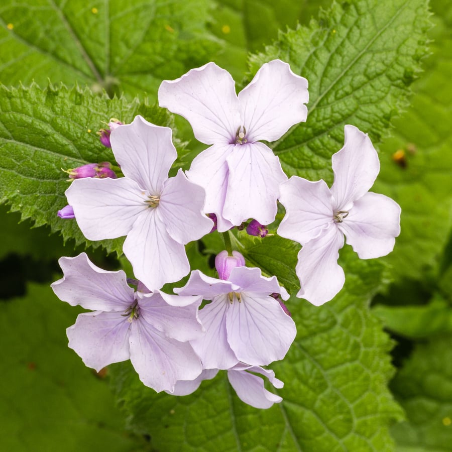 Wilde judaspenning (Lunaria rediviva) zaden