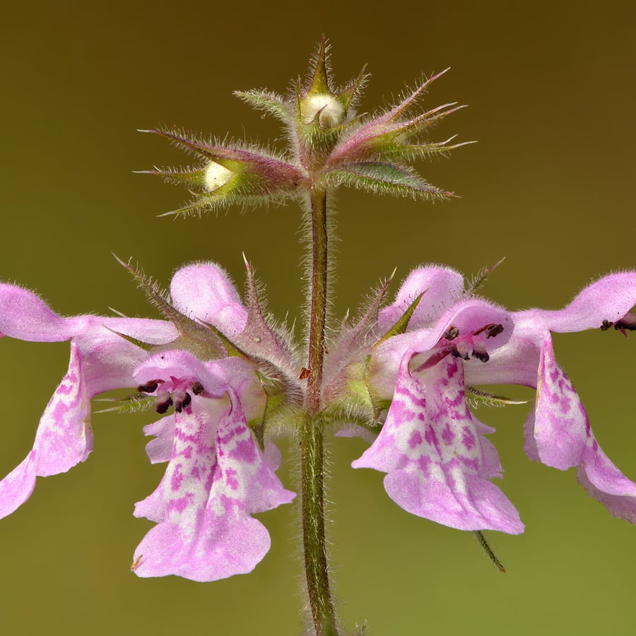 Moerasandoorn (Stachys palustris) zaden