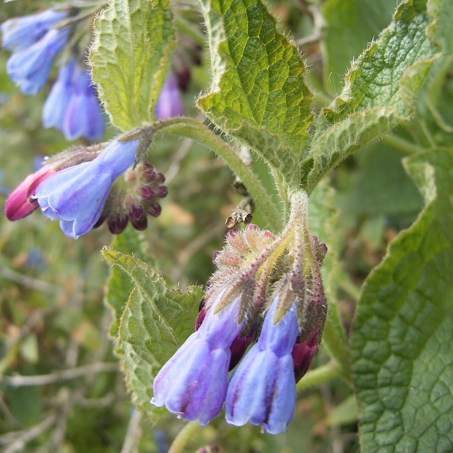 Ruwe smeerwortel (Symphytum asperum) zaden