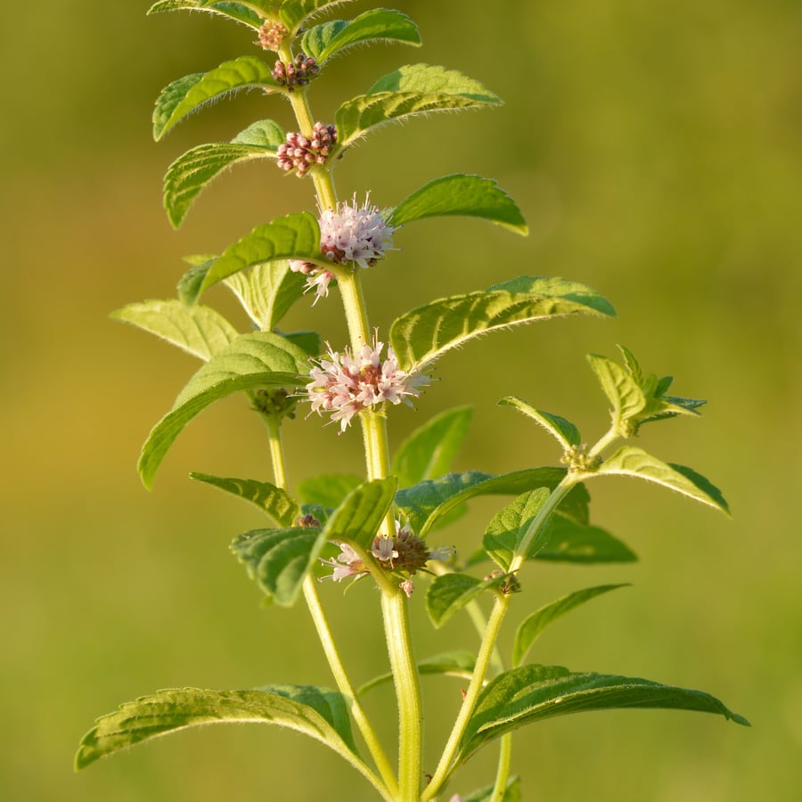 Akkermunt (Mentha arvensis) zaden