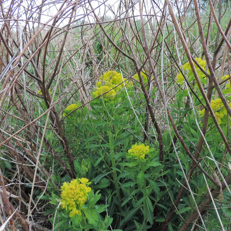 Moeraswolfsmelk (Euphorbia palustris) zaden
