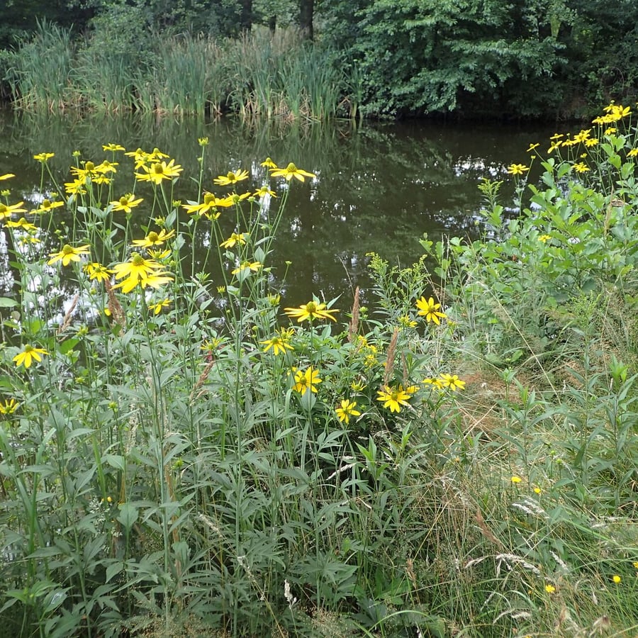 Slipbladige rudbeckia (Rudbeckia laciniata) zaden