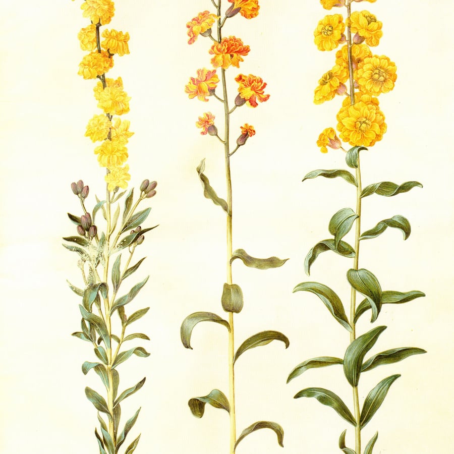 Muurbloem (Erysimum cheirii) zaden