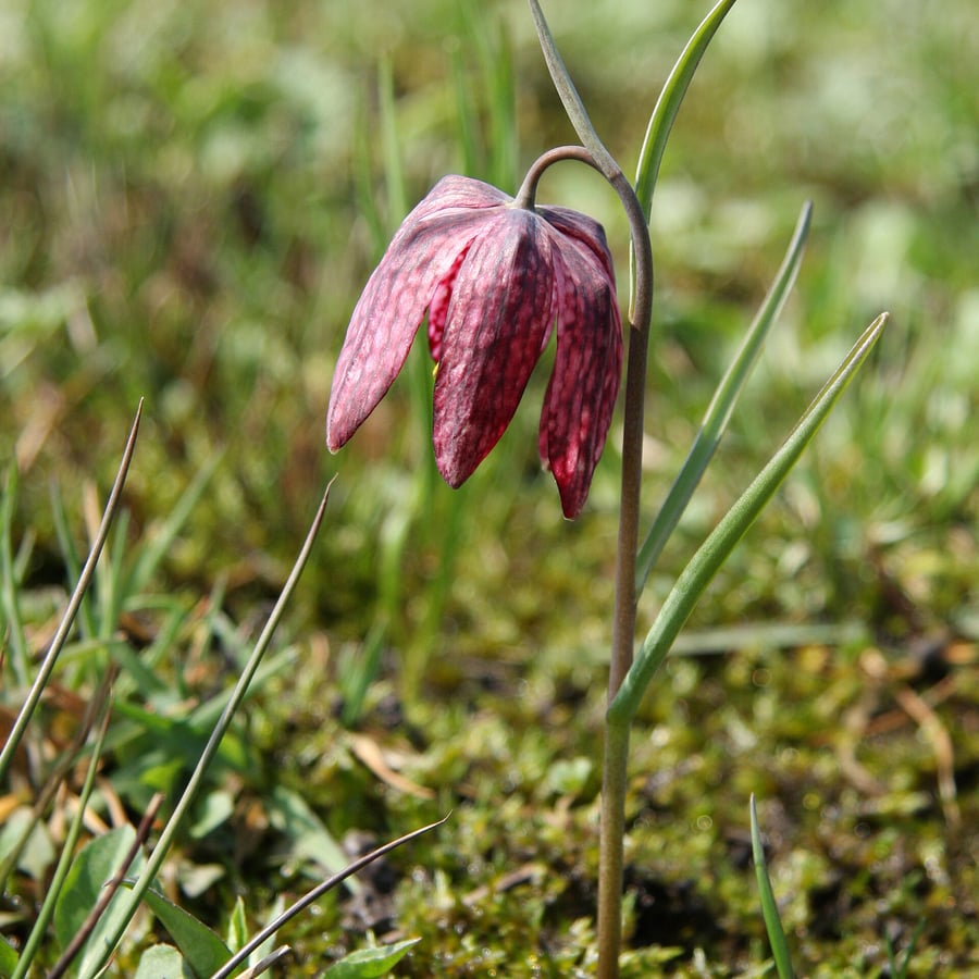 Wilde kievitsbloem (Fritillaria meleagris) zaden