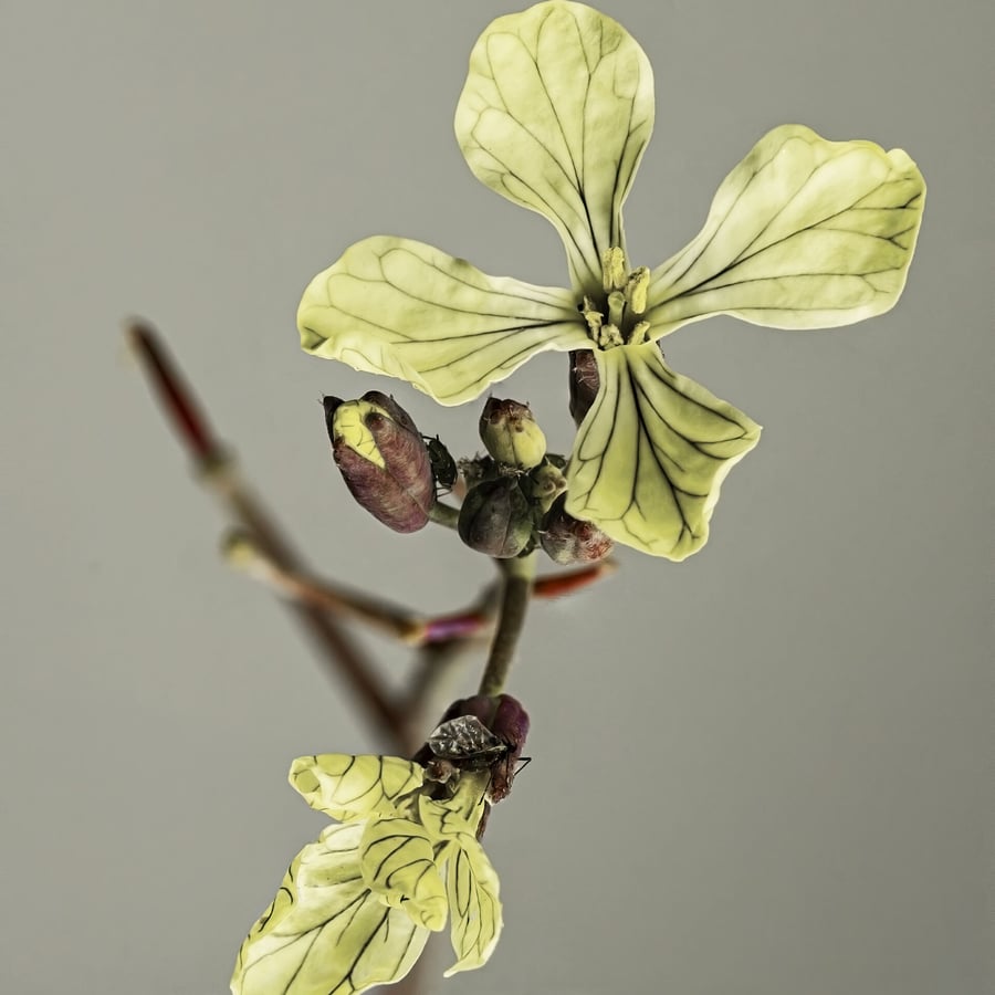 Knopherik (Raphanus raphanistrum) zaden