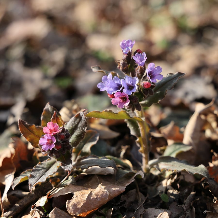 Gevlekt longkruid (Pulmonaria officinalis) zaden