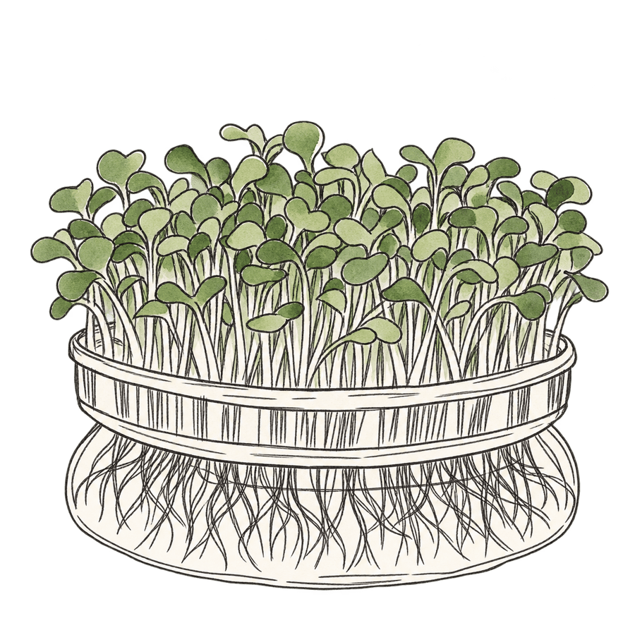 Broccoli 'Calabrese' BIO (Gewone groene broccoli kiemgroenten) zaden