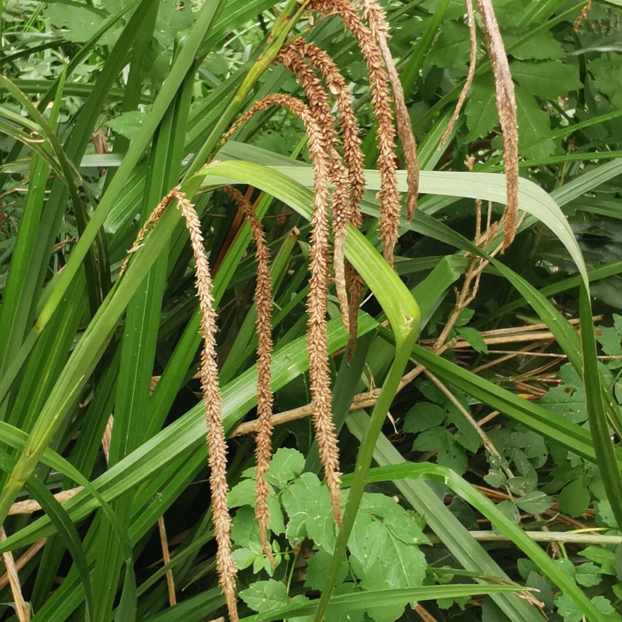 Hangende zegge (Carex pendula) zaden