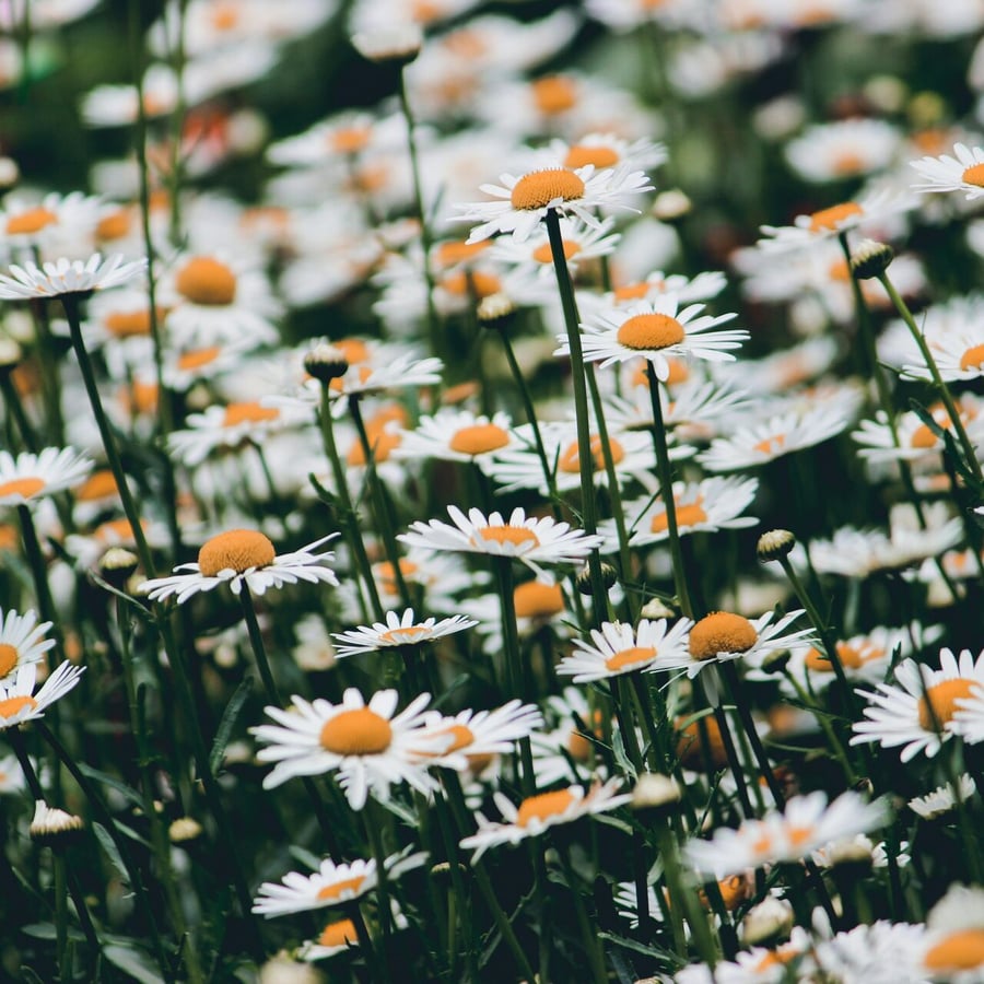Gewone margriet BIO (Leucanthemum vulgare) zaden