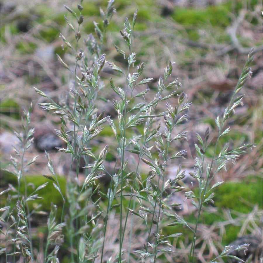 Schapengras (Festuca ovina) zaden