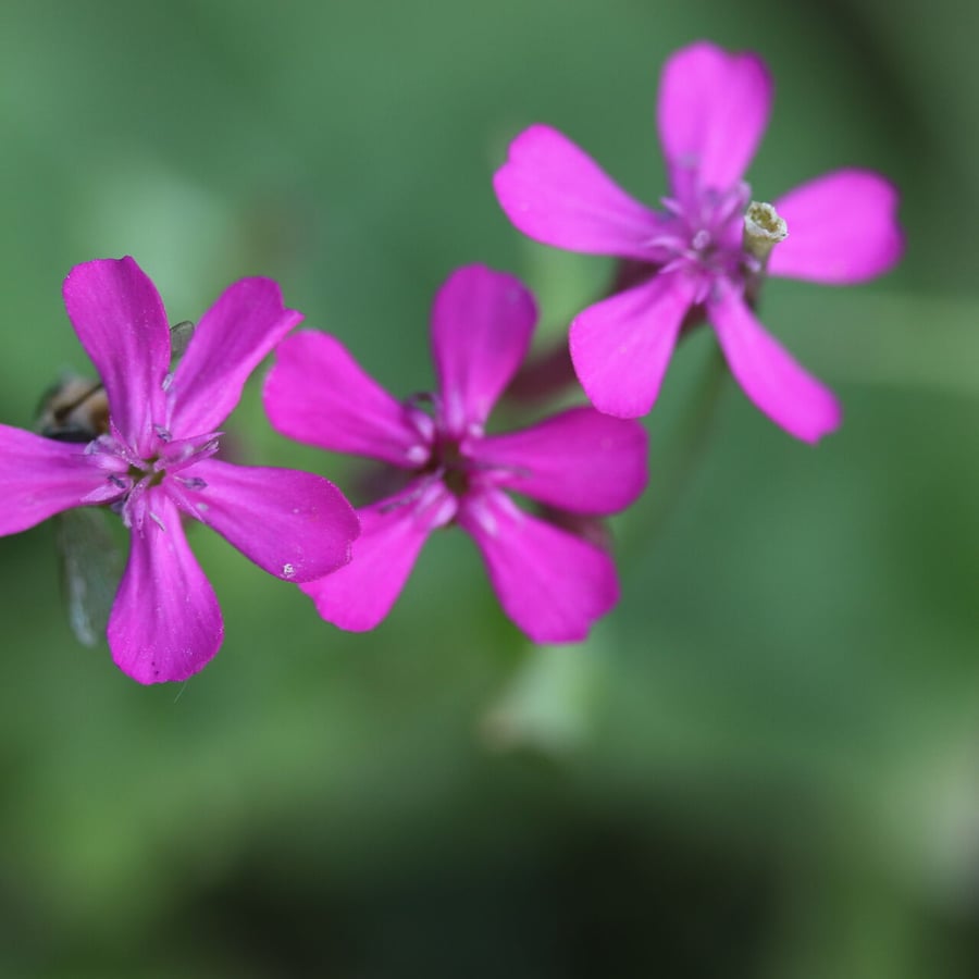 Pekbloem (Silene armeria) zaden