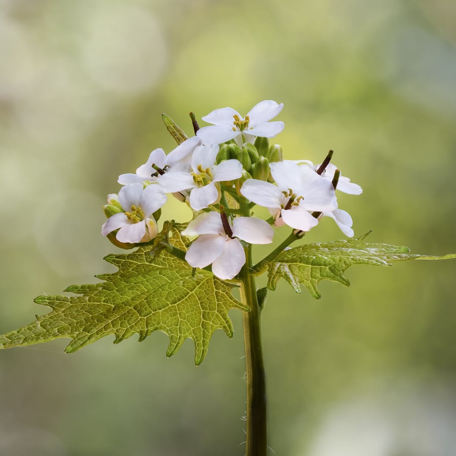 Look-zonder-look (Alliaria petiolata) zaden