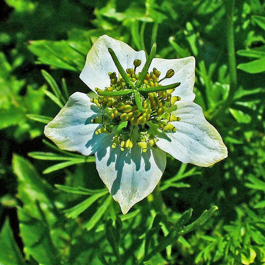 Nigelle (Nigella sativa) zaden