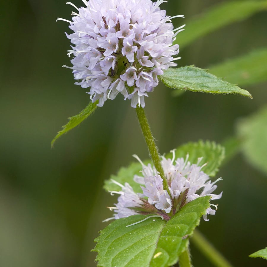 Watermunt (Mentha aquatica) zaden