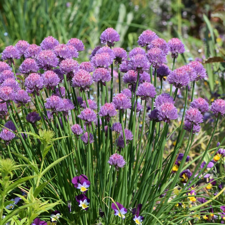 Bieslook (Allium schoenoprasum) zaden