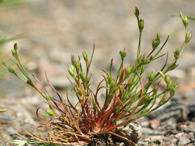 Greppelrus (Juncus bufonis) zaden