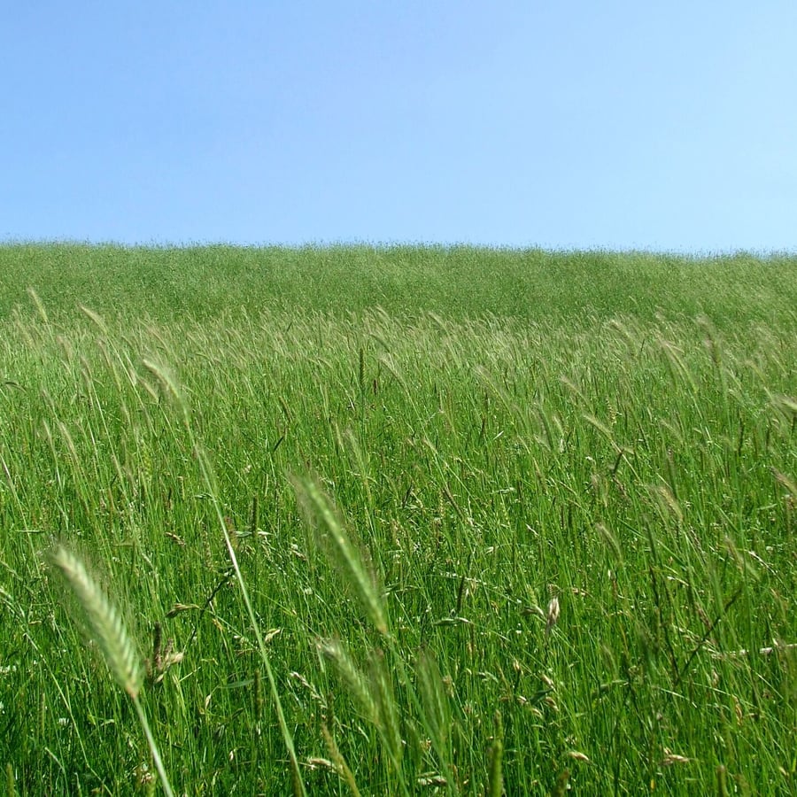 Veldgerst (Hordeum secalinum) zaden