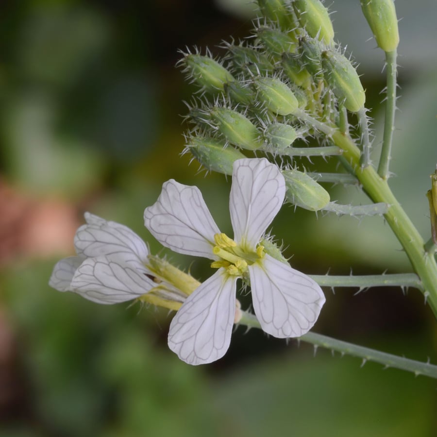 Bladrammenas (Raphanus sativus ssp. oleiferus) zaden