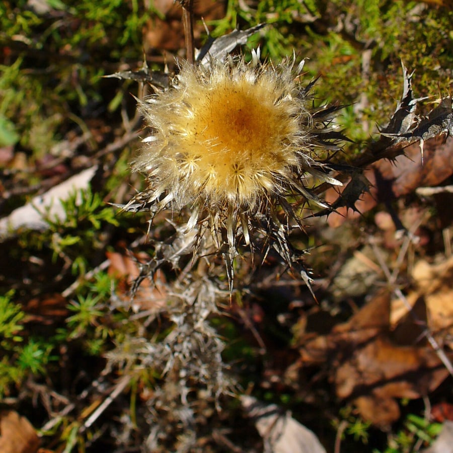 Driedistel (Carlina vulgaris) zaden