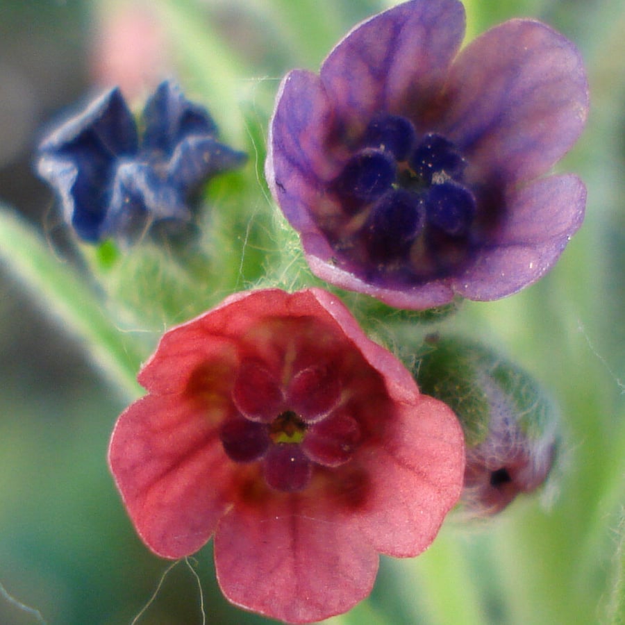 Veldhondstong (Cynoglossum officinale) zaden