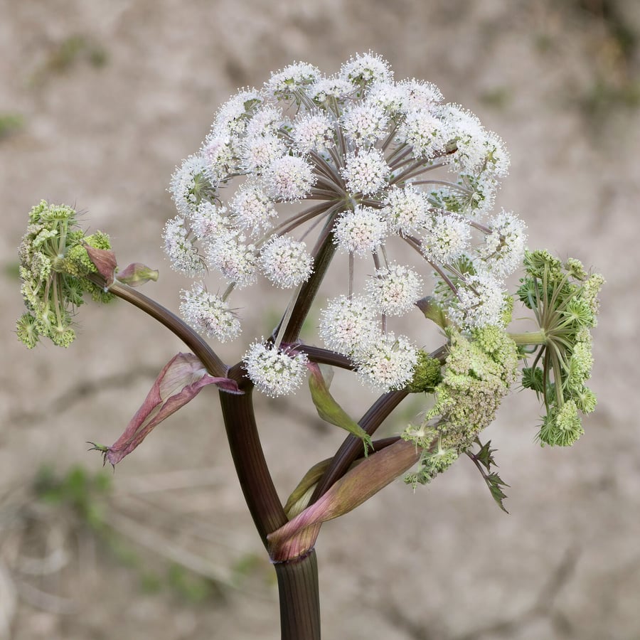 Gewone engelwortel (Angelica sylvestris) zaden